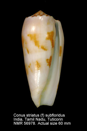 Conus striatus (f) subfloridus.jpg - Conus striatus (f) subfloridusMotta,1985